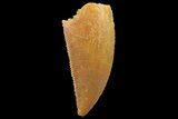 Serrated, Raptor Tooth - Real Dinosaur Tooth #179538-1